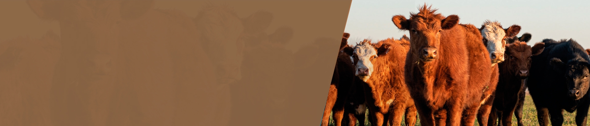 descricao para o banner